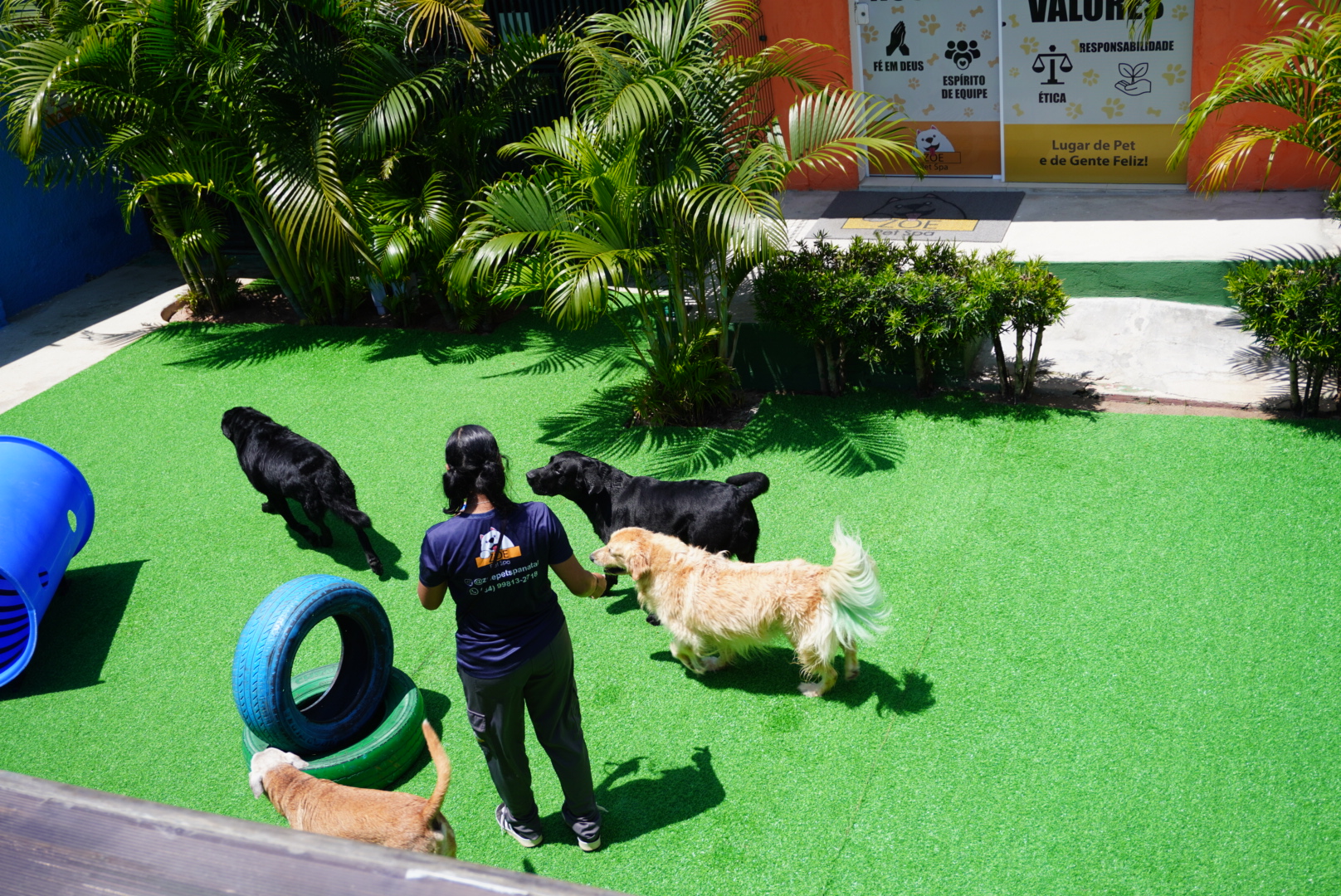 Cães brincando juntos na área externa da Zoe Pet Spa