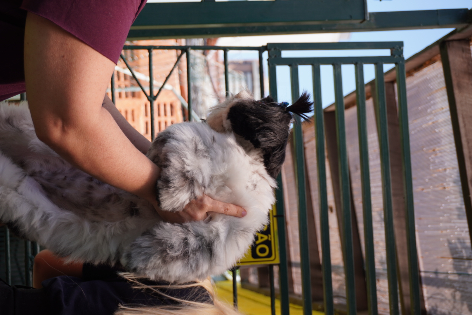 Profissional cuidando da pelagem de um cão